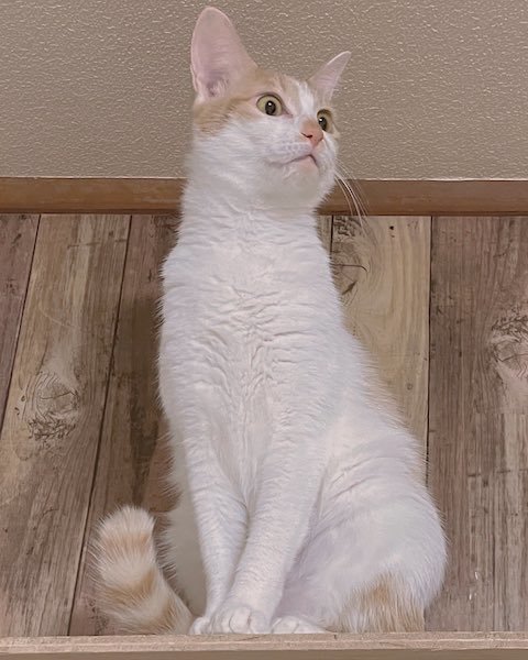 きれいな猫の姿勢