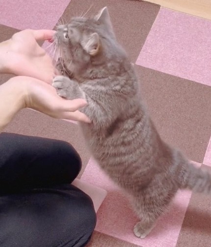 マンチカンの2足立ち