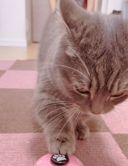 マンチカンのベル鳴らし