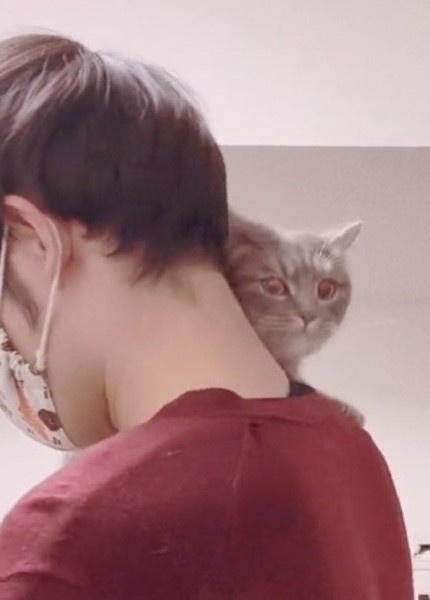 マンチカンが肩へジャンプ