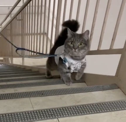 マンチカンの階段上り