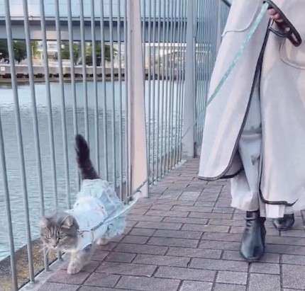 マンチカンの散歩