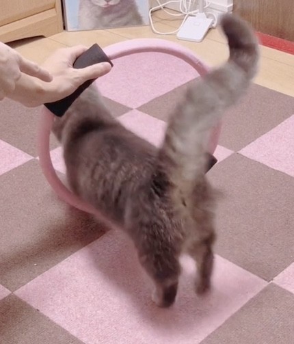 マンチカンが輪っかをくぐる
