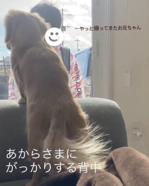 犬がしんぽをぶんぶんと振る