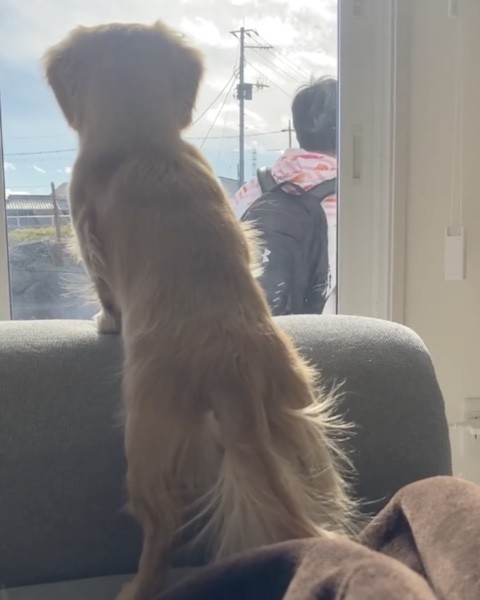 犬のしっぽの動きが止まる