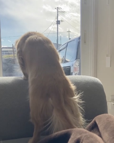 犬が肩を落とす