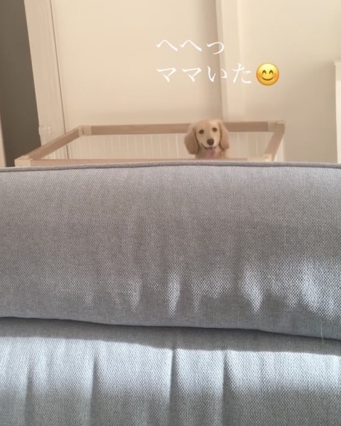 ソファの奥からひょっこり顔を出す犬