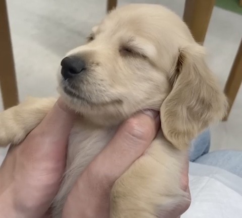 初めて飼い主さんとであった犬
