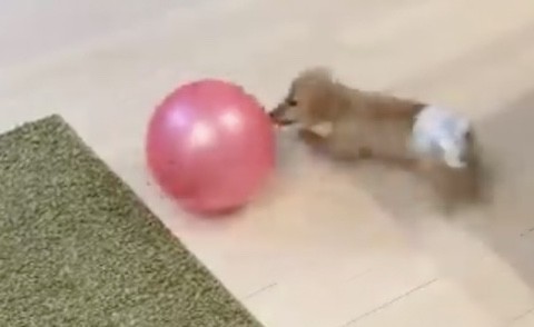 お兄ちゃんとボール遊び