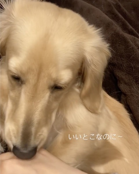 なでるのを求める犬