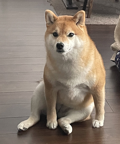 リラックスしている犬 リラックスしている犬