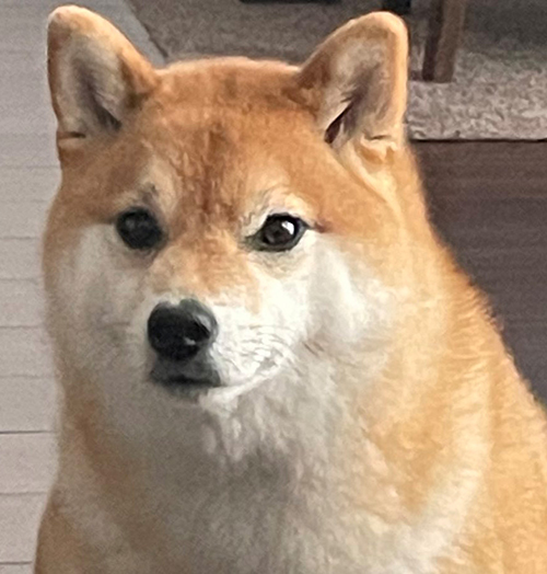 おじさんっぽいいちちゃんトリミング