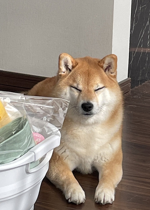 ポカポカネムネムいちちゃん