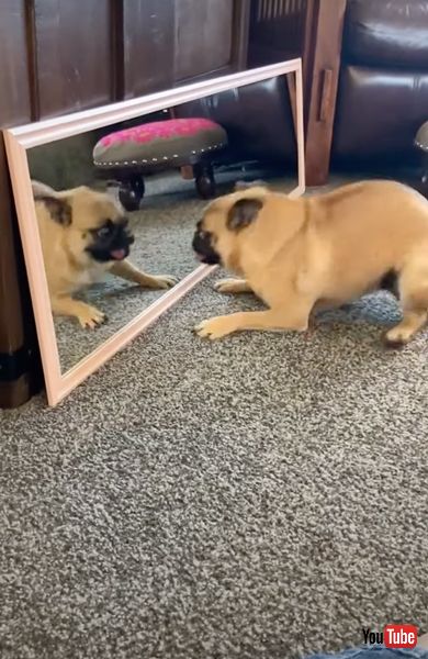 鏡の中の自分と遊ぶパグ犬