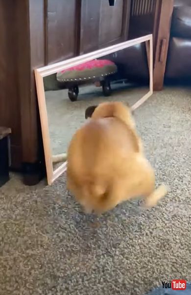 鏡の中の自分と遊ぶパグ犬