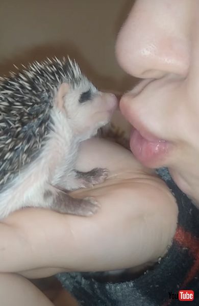 キスに夢中なハリネズミ