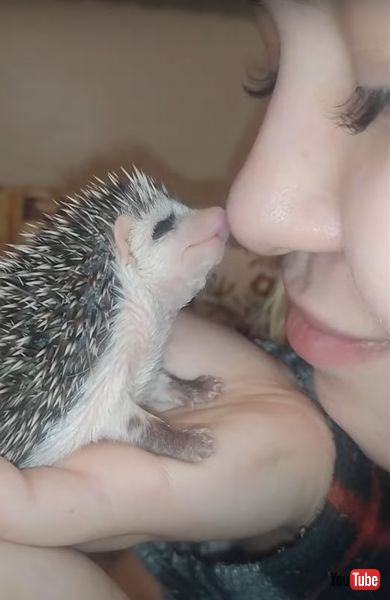 キスをするハリネズミ