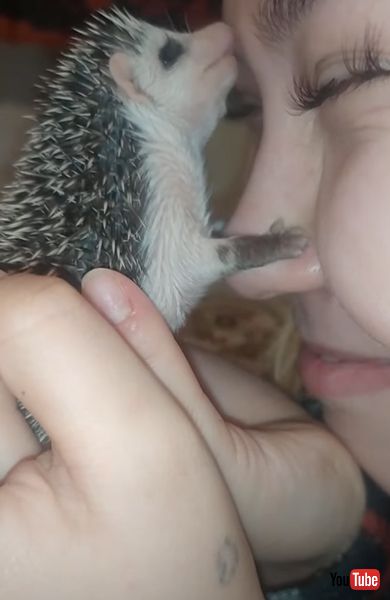 人懐こいハリネズミ