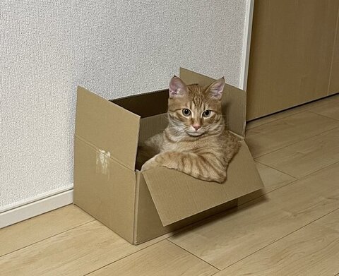 ダンボールに入っている猫