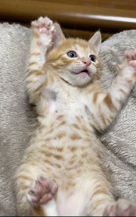 両手をあげる猫