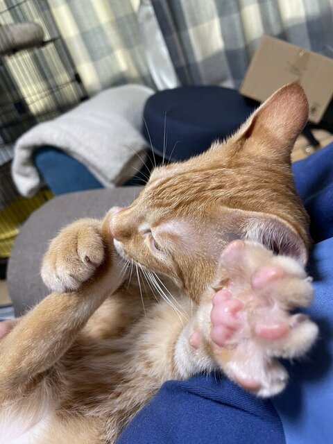 チュパチュパする猫