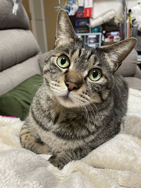 むぎくんのキョトン顔