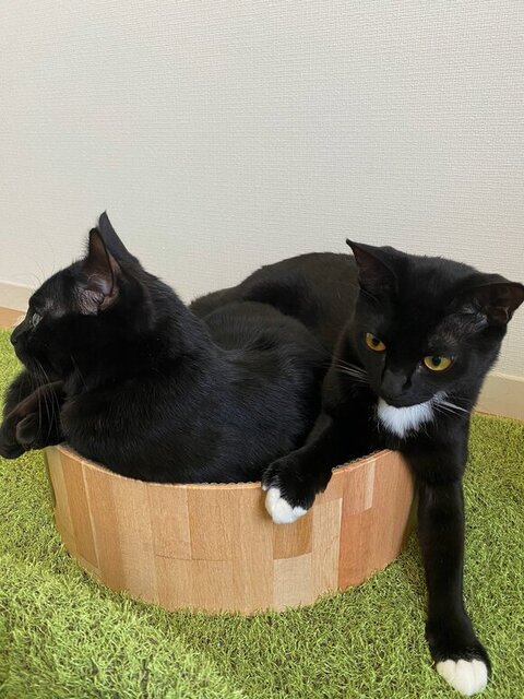 爪とぎに乗ろうとする2匹