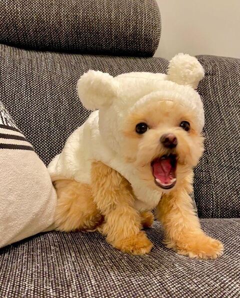 着ぐるみを着るとろろくん