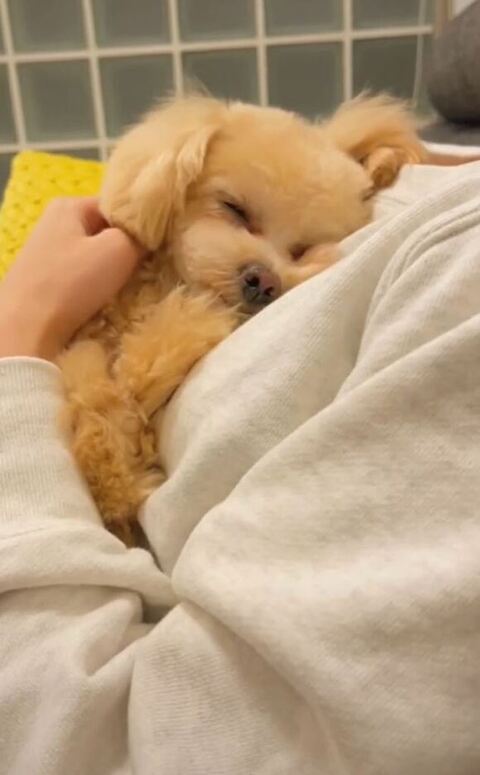 寝てるとろろくん