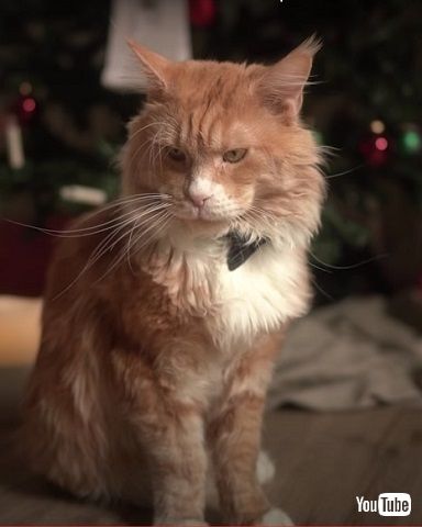 保護猫のアフター