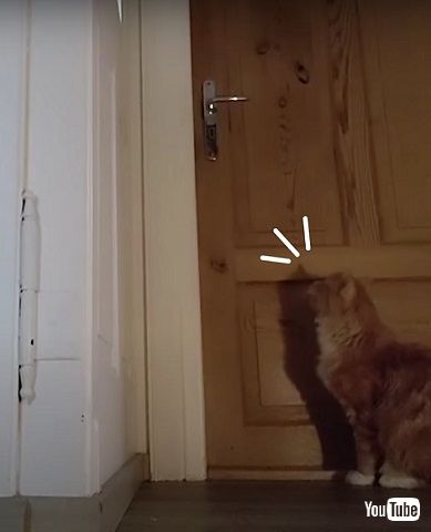 飼い主を待つ猫