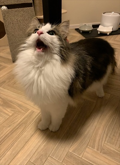 好き嫌いが顔に出てしまう猫ちゃん