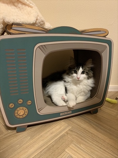 好き嫌いが顔に出てしまう猫ちゃん