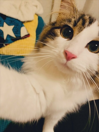 好き嫌いが顔に出てしまう猫ちゃん
