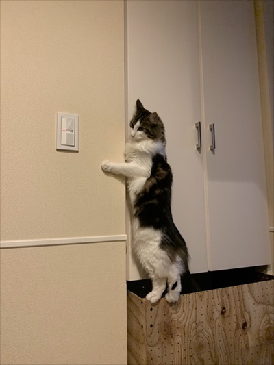 好き嫌いが顔に出てしまう猫ちゃん