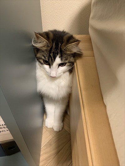 好き嫌いが顔に出てしまう猫ちゃん