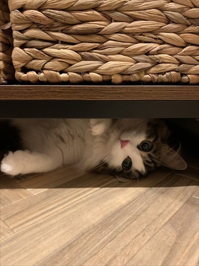 好き嫌いが顔に出てしまう猫ちゃん
