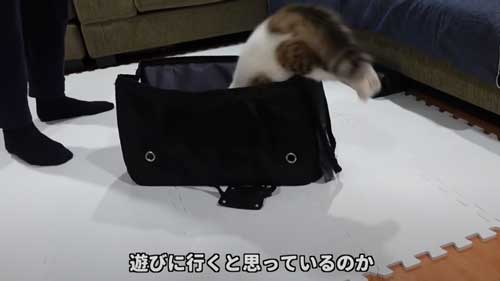 キャリーバッグに入る子猫