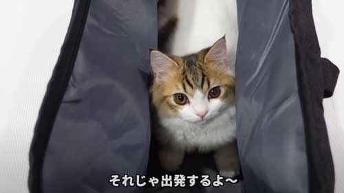 病院へ向かう子猫