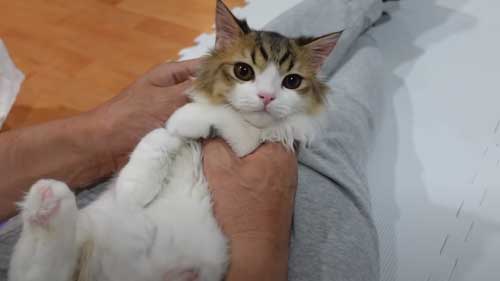 耳のケアをすることになった子猫