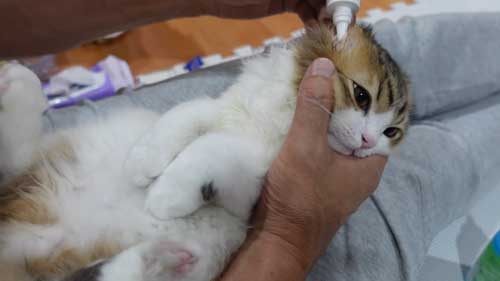 飼い主が感心するほどお利口な子猫