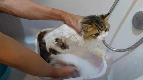 お風呂に入る子猫