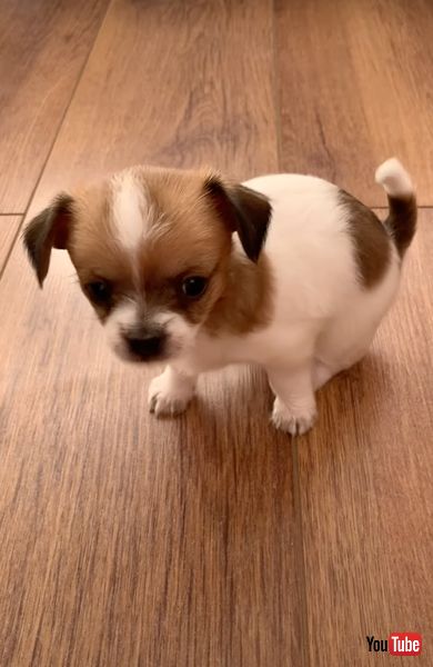 自分のくしゃみに驚く子犬