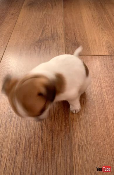 自分のくしゃみに驚く子犬