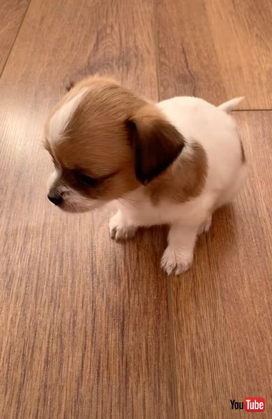 自分のくしゃみに驚く子犬