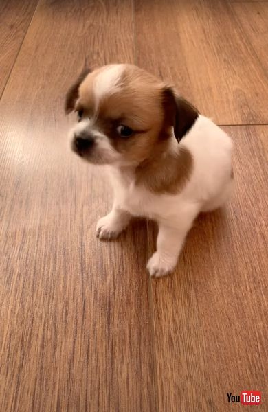 自分のくしゃみに驚く子犬