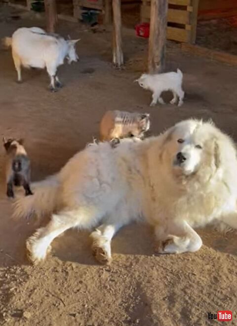 カメラを見つめるモーゼス