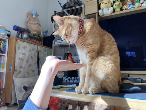 首かしげる猫