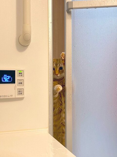 お風呂をのぞく猫