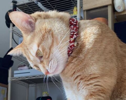 首を傾げる猫の表情